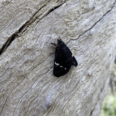 Platagarista macleayi