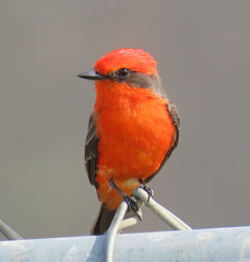 Pyrocephalus rubinus