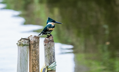 Chloroceryle americana