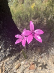 Elythranthera emarginata