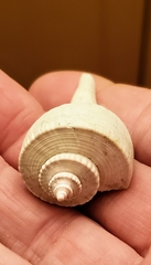 Fulguropsis pyruloides