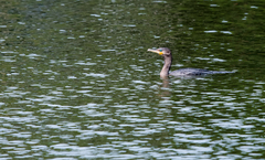 Nannopterum brasilianum