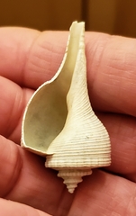 Fulguropsis pyruloides