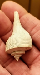 Fulguropsis pyruloides