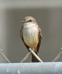 Pyrocephalus rubinus