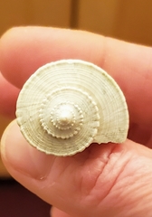 Fulguropsis pyruloides