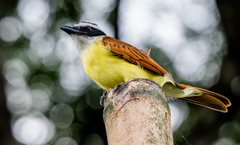 Pitangus sulphuratus