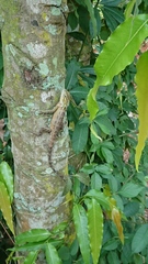 Calotes versicolor