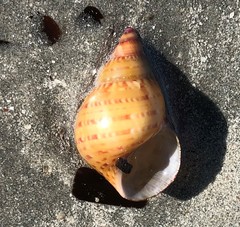 Phasianella australis
