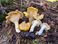 Cantharellus cascadensis