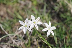Trachyandra asperata