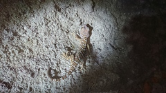 Gekko gecko