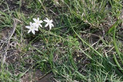 Trachyandra asperata