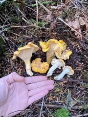 Cantharellus cascadensis