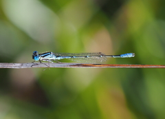 Austroagrion cyane
