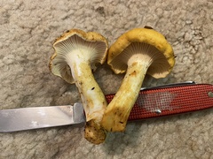 Cantharellus cascadensis