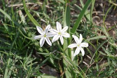 Trachyandra asperata