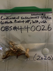 Cantharellus cascadensis