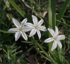 Trachyandra asperata