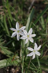 Trachyandra asperata