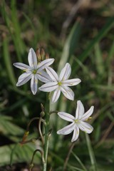 Trachyandra asperata