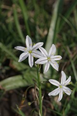 Trachyandra asperata