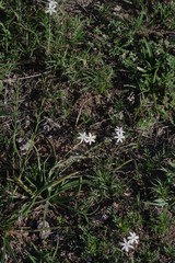 Trachyandra asperata