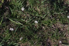 Trachyandra asperata