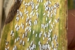 Leucaspis cordylinidis