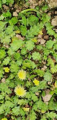 Leptinella squalida squalida