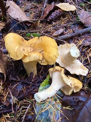 Cantharellus cascadensis