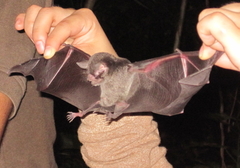 Pteronotus parnellii