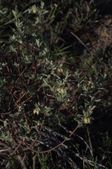 Hermannia hyssopifolia