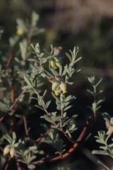 Hermannia hyssopifolia