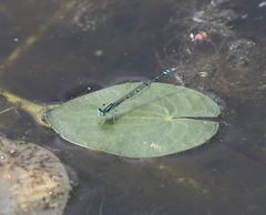 Austroagrion exclamationis