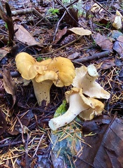 Cantharellus cascadensis