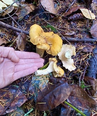 Cantharellus cascadensis