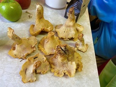 Cantharellus cascadensis
