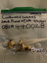 Cantharellus cascadensis