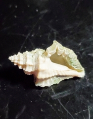 Eupleura sulcidentata