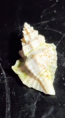 Eupleura sulcidentata