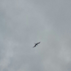 Fregata magnificens