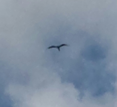Fregata magnificens