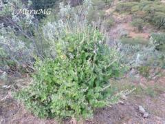 Ambrosia cordifolia