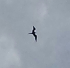 Fregata magnificens