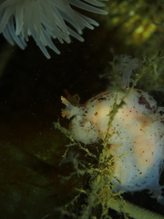 Dendronotus lacteus
