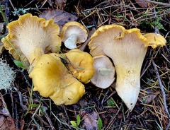 Cantharellus cascadensis