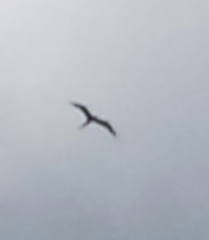 Fregata magnificens