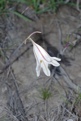 Cyrtanthus clavatus