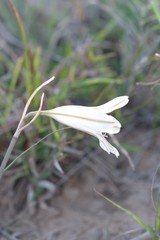 Cyrtanthus clavatus